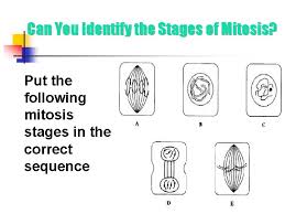 Cell Reproduction The Cell Cycle Interphase Divided Into