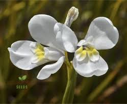 Image result for Moraea