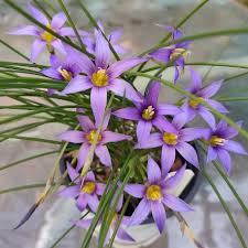 Image result for Romulea