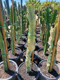 Image result for Euphorbia