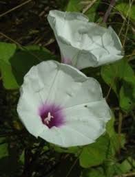 Image result for Ipomoea barteri