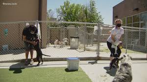 Adoption specials (valid through july 31) dogs (1 year or older): Animal Shelters Seeing More Pets Surrendered In Denver Colorado 9news Com