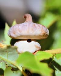 Image result for Ctenium concinnum