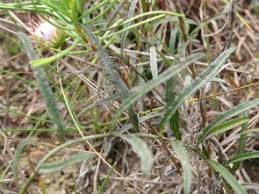 Image result for Dicoma