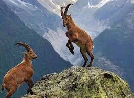 Marianne De Boer Van Veen Adli Kullanicinin Nature Small Animals Panosundaki Pin Hayvan Hayvanlar Cok Sirin Hayvanlar