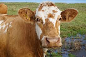 Nayanthara nude gifs we decided on a rate and schedule and