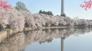 Click on the cbf youtube under social media links on the sidebar menu. Missouri Botanical Garden S Cherry Blossoms Hit Peak For 2021 Ksdk Com