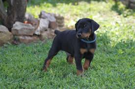 Black And Tan Doberman Puppies For Sale Adorable Doberman Pinscher Puppies For More Cute Puppies Check Out Our Youtube Channel H Doberman Puppies For Sale Doberman Pinscher Puppy Doberman Pinscher