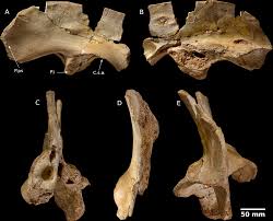 Account ufficiale di luciano ligabue. An Abelisaurid Dinosauria Theropoda Ilium From The Upper Cretaceous Cenomanian Of The Kem Kem Beds Morocco