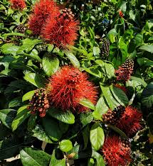 Image result for Combretum constrictum