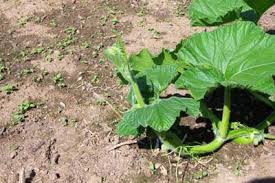 Pumpkins are easy to maintain if you have the space. Pumpkin Vine Care And Maintenance By Pumpkin Nook