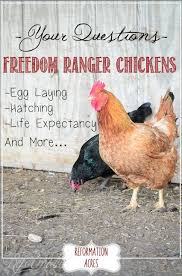 The rhode island red is an american breed of domestic chicken.it is the state bird of rhode island.: Freedom Ranger Project Update Year 2 Reformation Acres Chickens Backyard Egg Laying Chickens Laying Chickens