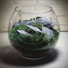 Teraryum Fotograflari Terrarium Succulent Landscape Design Succulent Terrarium