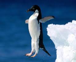 From the galapagos islands to new zealand, here's where to see these aquatic, flightless birds in the wild. Penguins For Sale