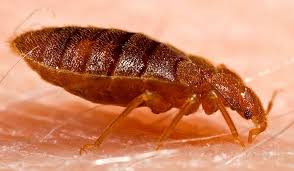It is a comprehensive pest control company that has built up a full range of treatment services. Nyc S Bedbug Problem The 8th Most Infested City In The U S Secretnyc