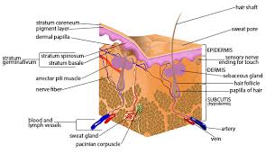 Early prostate cancer usually has no clear symptoms. Seer Training Anatomy Of The Skin