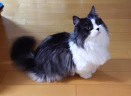 And we threw in some famous hairstylists to boot. 20 Black And White Cat Breeds Pethelpful