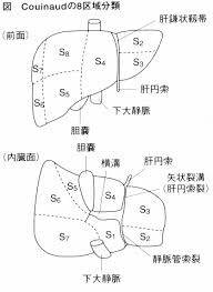 腹部超音波検査 肝臓２ 肝臓クイノー区域
