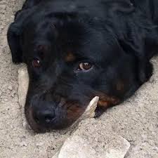 Anchor animal hospital inc 750 state rd north dartmouth, ma 02747 is this you? Anchor Animal Hospital Inc 750 State Road Dartmouth Reviews And Appointments Topvet