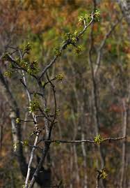 Image result for Turraea nilotica