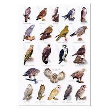 10 British Birds Wildlife Poster British Birds