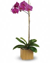 We believe that by harnessing the power of blockchain, we can offer users a better vpn experience. Teleflora S Imperial Purple Orchid By Bunny S Floral