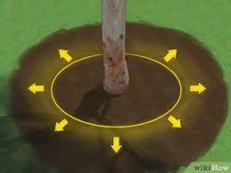Maybe you would like to learn more about one of these? How To Fertilize Fruit Trees 13 Steps With Pictures Wikihow