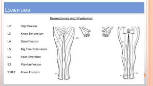 11 you will love dermatomes myotomes chart