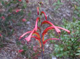 Check spelling or type a new query. Favorite Orange Flowered Bulbs Pacific Bulb Society