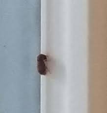 Check spelling or type a new query. Odd Black Flying Bugs In House 575446 Ask Extension