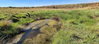 Image result for Limosella maior