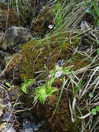 Image result for Isoglossa grandiflora