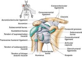 The scapula (shoulder blade), clavicle (collarbone) and humerus (upper arm bone). Coracoacromial Ligament à¦à¦° à¦›à¦¬ à¦«à¦² à¦«à¦² Shoulder Anatomy Joints Anatomy Shoulder Joint Anatomy