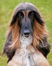 Pin Von Pam Hootman Glazier Auf Dog Love Hunde Windhunde Tiere