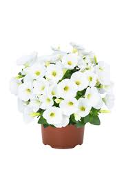 Image result for foto petúnie