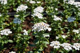 Winterharter bodendecker iberis schleifenblume masterpiece, 3 pflanzen lidl, 31.05.2018. Immergrune Schleifenblume Masterpiece Iberis Sempervirens Masterpiece Gunstig Online Kaufen