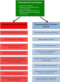 Sympathetic Vs Parasympathetic Nervous System Nurse Paramedic School Nursing School