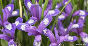 Bearded irises are relatively easy garden plants to grow and will give good results with a minimum of care, but like all plants, the better for best results, plant iris rhizomes in july, august or september. Blue Flag Iris Care Tips On Growing Iris Versicolor