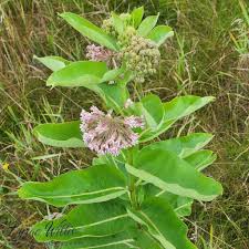 Image result for Apocynaceae subfamilies Asclepiadoideae and Secamonoideae