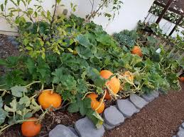 The vines of an average pumpkin plant can grow unchecked up to twenty feet. Mini Pumpkin Patch Gardening Garden Diy Home Flowers Roses Nature Landscaping Horticulture Pumpkin Garden Pumpkin Patch Garden Growing Pumpkins