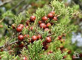 Juniper shrub, moss and some falien olive tree fruits. Ginepro Un Generoso Albero Da Funghi Funghimagazine It