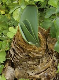 Image result for Brunsvigia