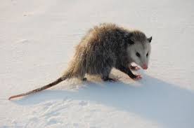 All About The Virginia Opossum Opossum Woodland Critters Possum