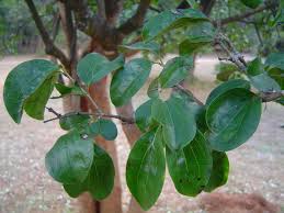 Image result for Strychnos pungens