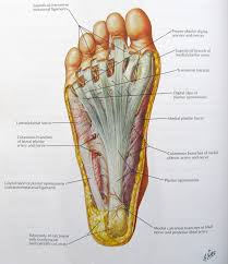 Sole Of Foot Anatomy At Duckduckgo Foot Anatomy Anatomy And Physiology Anatomy Organs