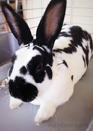 Black And White Spotted Rabbit Breeds Bunny Is Always Listening Bunny Cute Bunny Indoor Rabbit