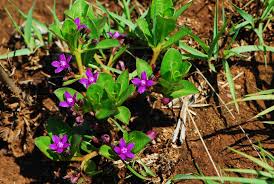 Image result for Raphionacme hirsuta