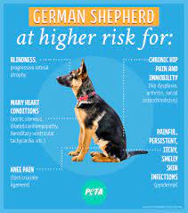 The Hidden Cost Of Buying A Purebred Dog From A Breeder Peta Purebred Dogs German Shepherd Puppies German Shepherd Training
