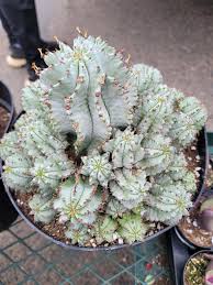 Image result for Euphorbia unicornis