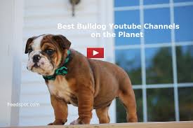 We are now a nonprofit 501(c)(3) tax exempt organization which means that your donations are tax deductible!! 20 Bulldog Youtube Channels To Follow In 2021